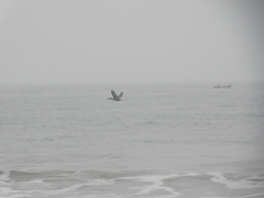 Nannopterum brasilianum