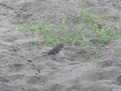 Sporophila peruviana