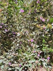 Prostanthera melissifolia
