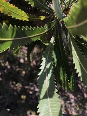 Banksia serrata