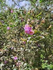 Prostanthera melissifolia