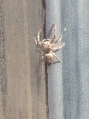 Metaphidippus albopilosus