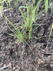 Microlaena stipoides