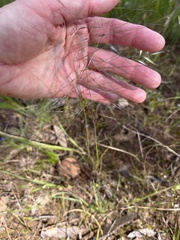 Microlaena stipoides