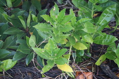 Acanthus ilicifolius