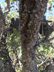 Banksia serrata