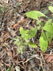 Yeatesia viridiflora