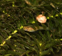 Poecilia reticulata