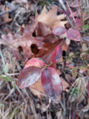 Erysiphe penicillata