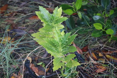 Acanthus ilicifolius