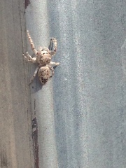 Metaphidippus albopilosus