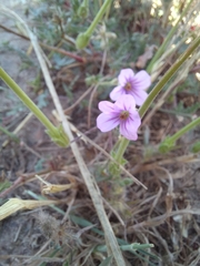Erodium botrys