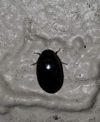 Thermonectus basillaris basillaris