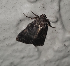 Condica albigera