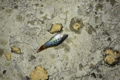 Xiphophorus variatus
