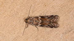 Ephestiopsis oenobarella