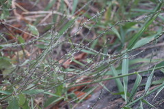 Achyranthes