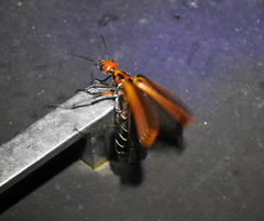 Pyrota tenuicostatis