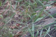 Achyranthes