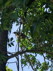 Eudynamys orientalis