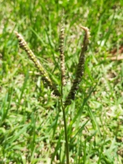 Paspalum notatum