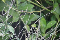 Achyranthes
