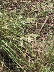 Poa labillardierei