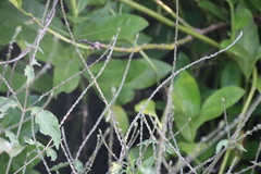 Achyranthes