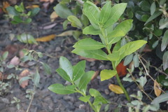 Acanthus ilicifolius