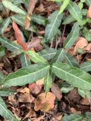 Trachelospermum jasminoides