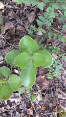 Kalanchoe sexangularis