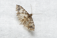 Alucita phricodes