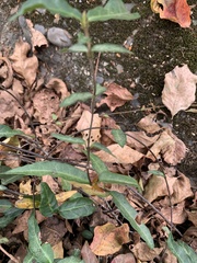 Trachelospermum jasminoides