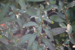 Hygrophila ringens