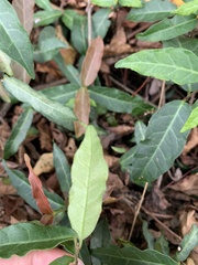 Trachelospermum jasminoides
