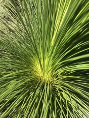 Xanthorrhoea johnsonii