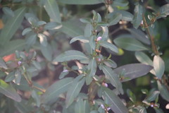 Hygrophila ringens