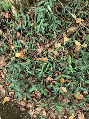 Trachelospermum jasminoides