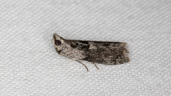 Sciota melanostyla