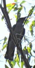 Edolisoma tenuirostre