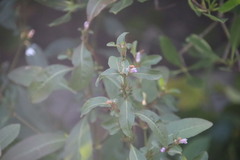 Hygrophila ringens