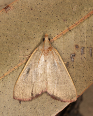 Hypsopygia albidalis