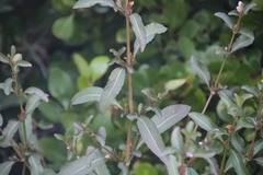 Hygrophila ringens