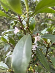 Myoporum petiolatum