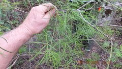 Maerua rosmarinoides