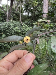 Monanthotaxis caffra