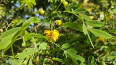 Senna acclinis