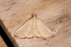 Hypsopygia albidalis