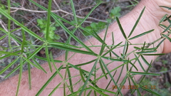 Maerua rosmarinoides