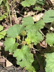 Hydrocotyle laxiflora